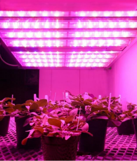Horticulture Growlight实现高楼里的蔬菜种植